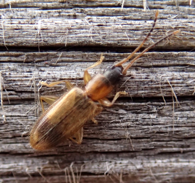 Telephanus velox (Silvanidae)